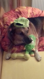 Rufus Rufus
